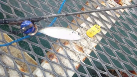 アジは好調継続中！